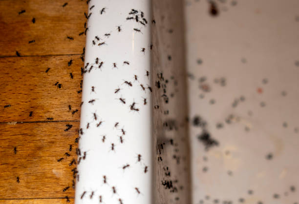 Best Local Pest Control Services  in Seattle, WA